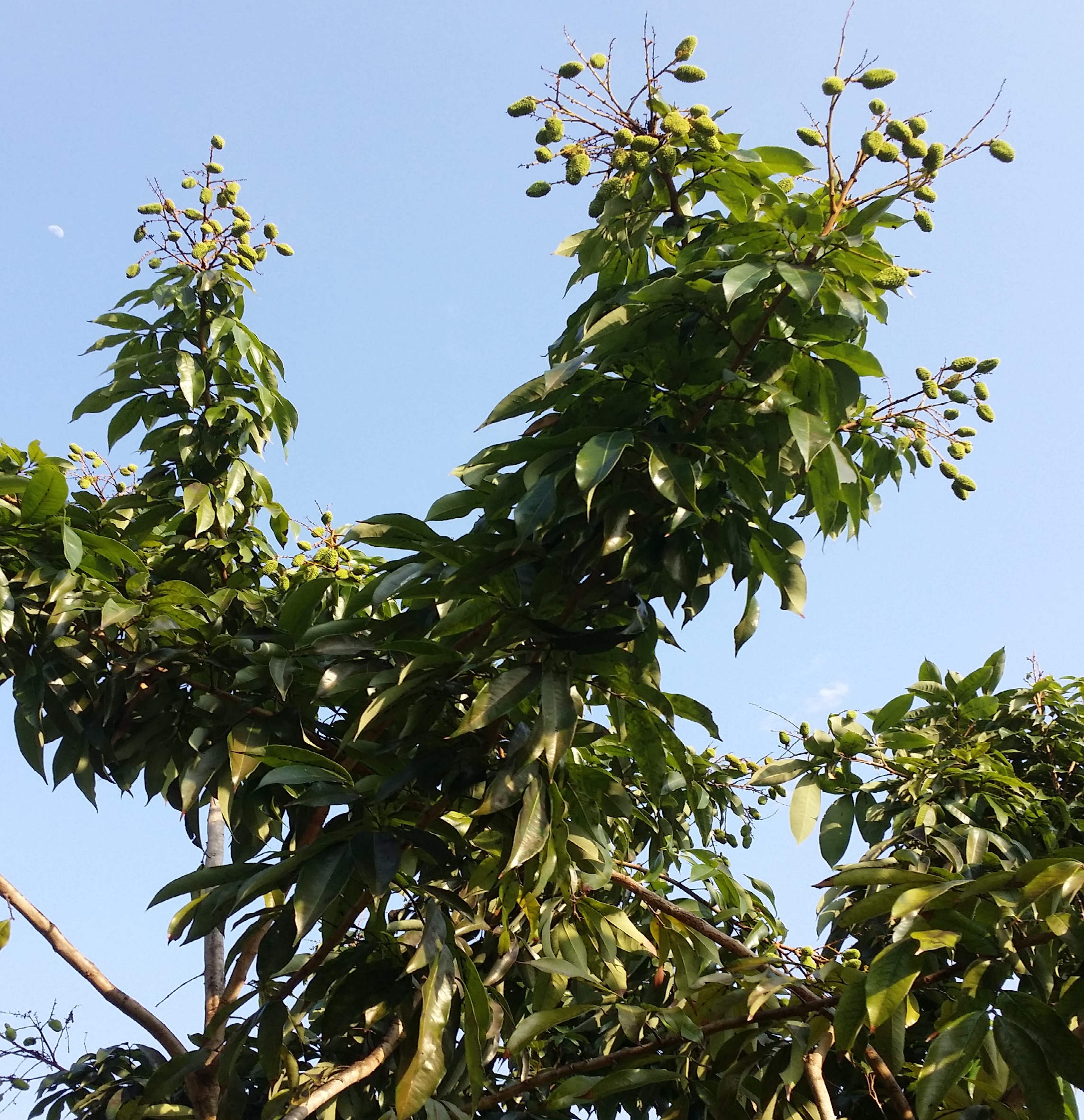 Ripening Sweetheart Fruit